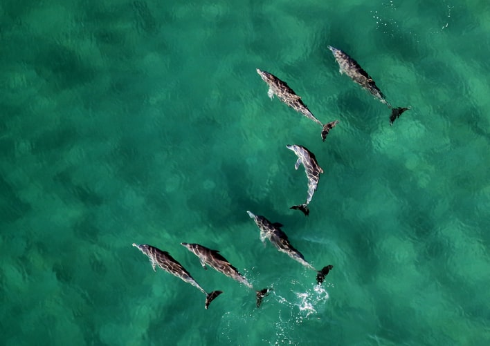 Dolfijnen Tenerife